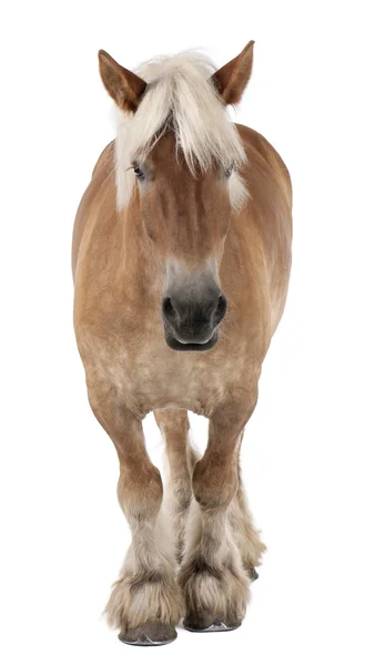 Бельгийская лошадь, Бельгийская тяжелая лошадь, Brabancon, тяжелая порода лошадей, 10 лет, стоя на белом фоне — стоковое фото