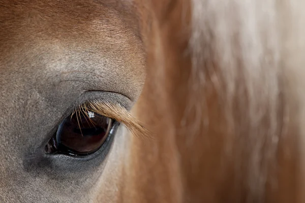 Close-up van Belgische paard, close-up van Belgische zware paard, brabancon, een ontwerp-paard ras, 10 jaar oud, staande voor de witte achtergrond — Stockfoto