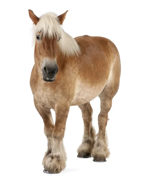ベルギーの馬、ベルギーの重い馬、brabancon、ドラフト馬の品種、10 歳で、白い背景の前に立って — ストック写真