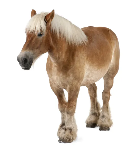 Belgisches Pferd, belgisches Schwerpferd, Brabancon, eine Zugpferderasse, 10 Jahre alt, vor weißem Hintergrund stehend — Stockfoto