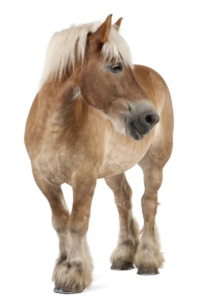 Belgiska häst, belgisk arbetshäst, brabancon, ett förslag till häst ras, 10 år gammal, står framför vit bakgrund — Stockfoto