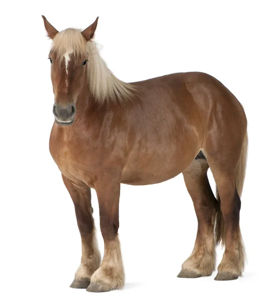 Belgický kůň, belgický těžké koně, brabancon návrh plemeno koní, 4 roky starý, stojící před bílým pozadím — Stock fotografie