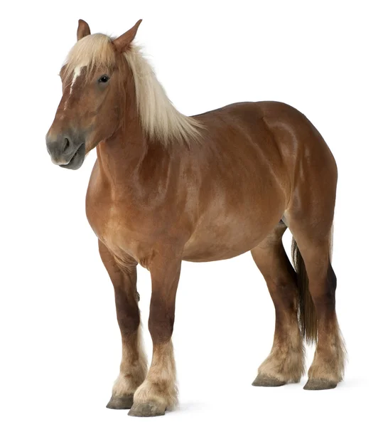 Belçikalı at, Belçika ağır at, brabancon, taslak at doğurmak — Stok fotoğraf