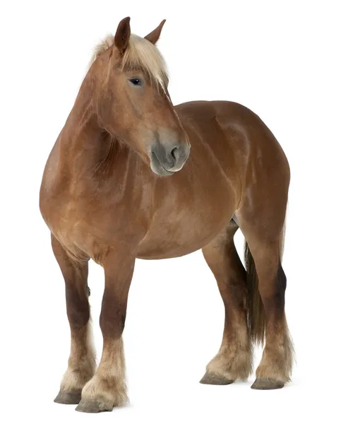 Бельгійський робочий кінь, Бельгійський робочий кінь важких, Brabancon, проект порода коней — стокове фото