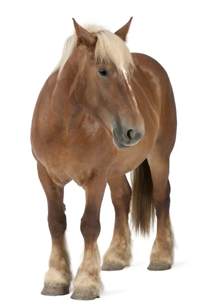 Belga ló, belga nehéz ló, Brabancon, egy különítmény ló tenyészt — Stock Fotó