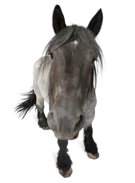 Belgische paard, Belgische zware paard, brabancon, een ontwerp-paard ras, staande voor de witte achtergrond — Stockfoto