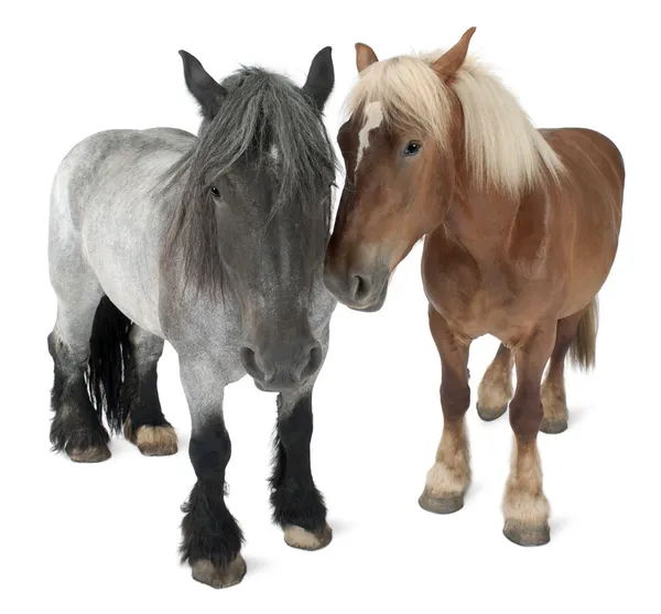 Cavallo belga, Cavallo pesante belga, Brabancon, una razza di cavallo da tiro, in piedi di fronte a sfondo bianco — Foto Stock
