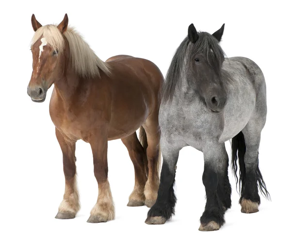比利时马、 比利时重马、 布拉邦松、 草案马养殖，站在白色背景前 — 图库照片