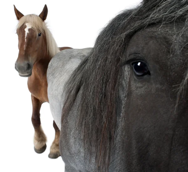 ベルギーの馬は、ベルギーの重い馬、brabancon、白い背景の前に立って、草案の馬の品種のクローズ アップのクローズ アップ — ストック写真