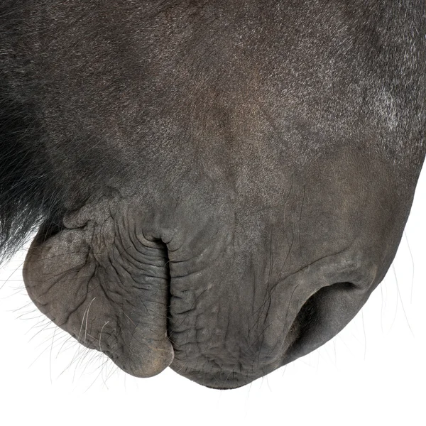 Μεγέθυνση του βελγικού άλογο, μεγέθυνση του βελγικού βαρύ άλογο, το brabancon, ένα σχέδιο άλογο ράτσας, που στέκεται μπροστά από το λευκό φόντο — Φωτογραφία Αρχείου