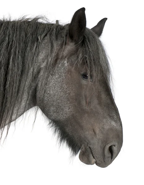 Close-up de cavalo belga, Close-up de cavalo pesado belga, Brabancon, um projecto de raça de cavalo, em pé na frente de fundo branco — Fotografia de Stock