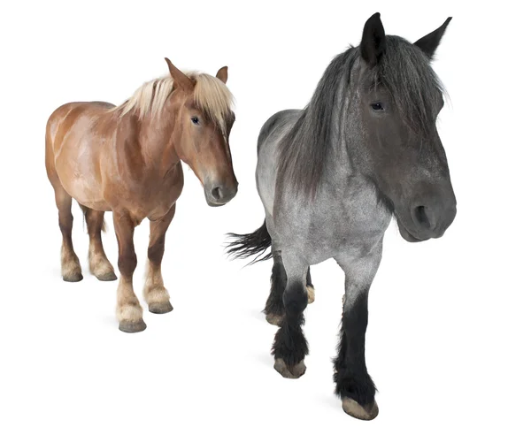 Βελγική άλογο, βελγική βαρύ άλογο, brabancon, ένα σχέδιο άλογο ράτσας, που στέκεται μπροστά από το λευκό φόντο — Φωτογραφία Αρχείου