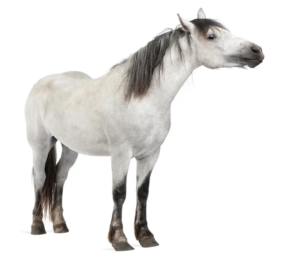 Koń, 2 lat, stojąc z przodu białe tło — Zdjęcie stockowe