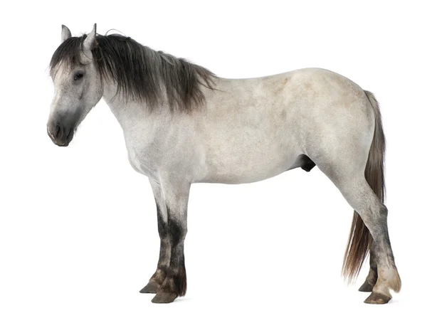 Pferd, 2 Jahre alt, steht vor weißem Hintergrund — Stockfoto