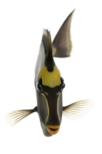 Orangespine unicornfish, Rożec skrobacz, przed białym tle — Zdjęcie stockowe