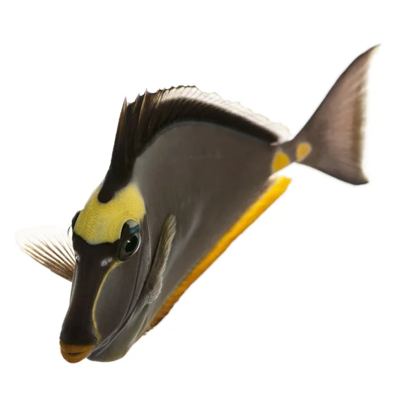 Orangespine unicornfish, Naso lituratus, em frente ao fundo branco — Fotografia de Stock