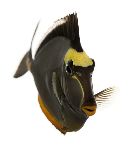 Orangespine Unicornfish, Naso lituratus, на белом фоне — стоковое фото