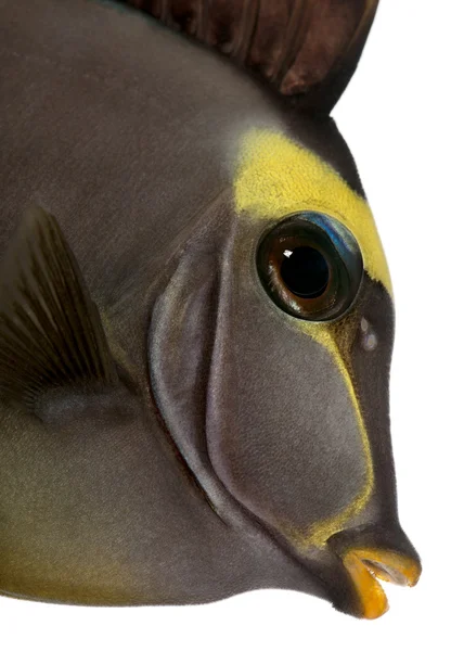 Orangespina unicornfish, Naso lituratus, frente al fondo blanco — Foto de Stock