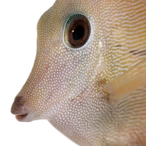 Close-up de Scopas Tang ou Twotone Tang, Zebrasoma scopas, na frente do fundo branco — Fotografia de Stock