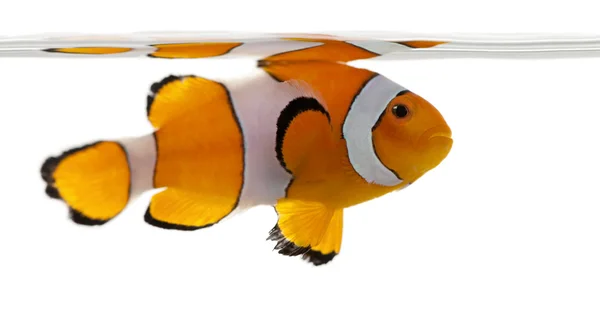 Clownfish, Amphiprion ocellaris, in front of white background — 스톡 사진