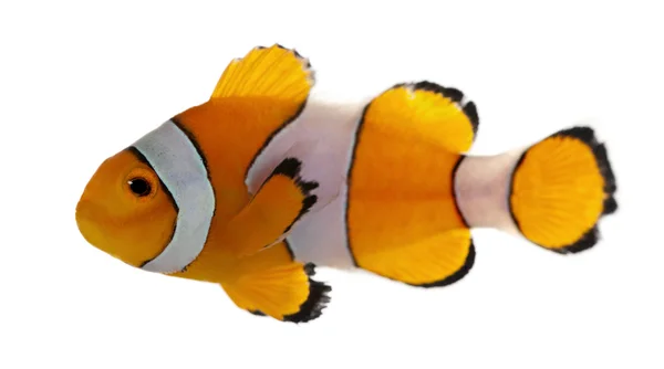 Clownfish, Amphiprion ocellaris, in front of white background — Stock Photo, Image