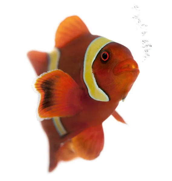 Kastanienbrauner Clownfisch, premnas biaculeatus, vor weißem Hintergrund — Stockfoto