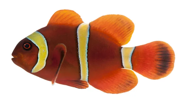 栗色的小丑鱼，premnas biaculeatus，在白色背景前 — 图库照片