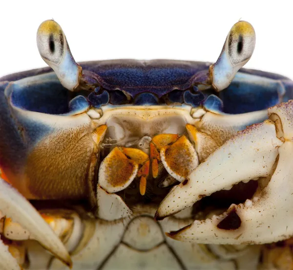 Close-up of Patriot crab, Cardisoma armatum, in front of white background — Stock Photo, Image