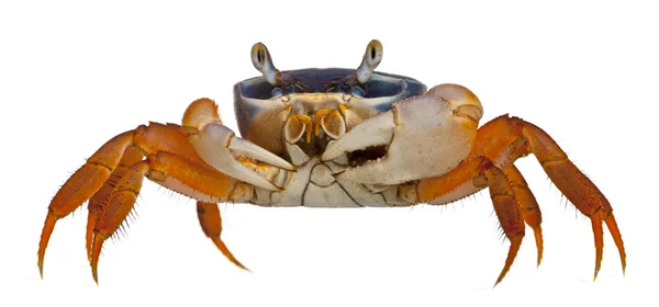 爱国者螃蟹，价值试验，在白色背景前 — 图库照片