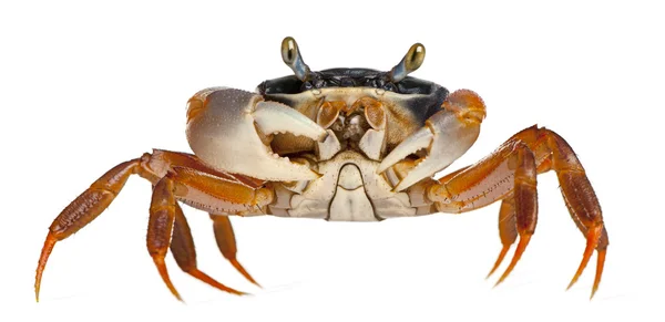 Patriot krabba, cardisoma armatum, framför vit bakgrund — Stockfoto