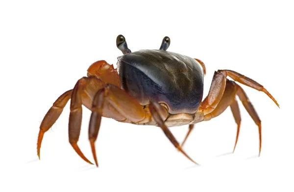 Vista lateral do caranguejo patriota, armatum Cardisoma, na frente do fundo branco — Fotografia de Stock