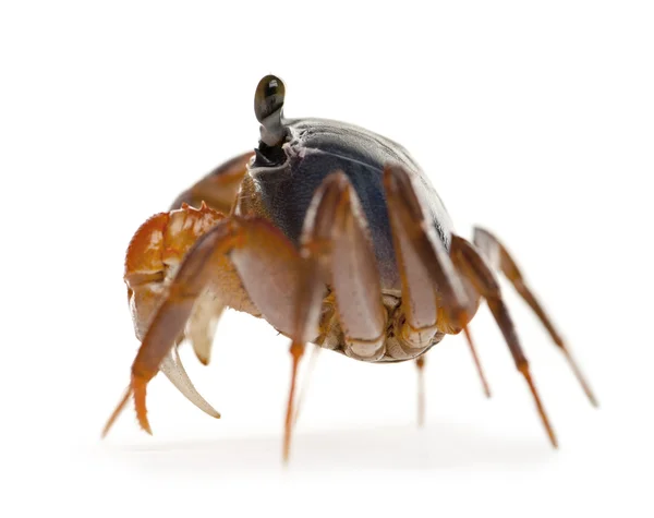 Vista lateral do caranguejo patriota, armatum Cardisoma, na frente do fundo branco — Fotografia de Stock