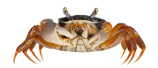 Patriot crab, Cardisoma armatum, in front of white background — 스톡 사진