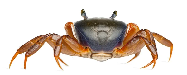 Patriot crab, Cardisoma armatum, in front of white background — Stock Photo, Image