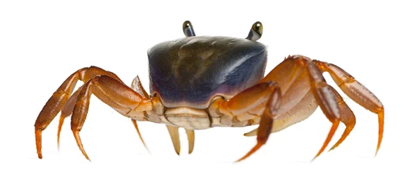 Patriot crab, Cardisoma armatum, in front of white background — 스톡 사진