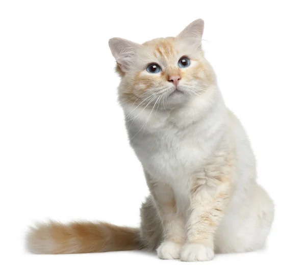 Birman cat, 3 years old, sitting in front of white background — 스톡 사진