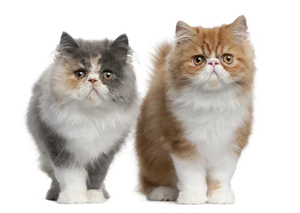 Persian Kittens, 3 months old, standing in front of white background — Stock Photo, Image