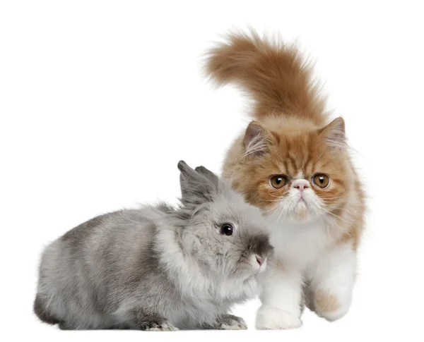 Perzisch-kitten, 3 maanden oud, en konijn, 1 jaar oud, voor witte achtergrond — Stockfoto