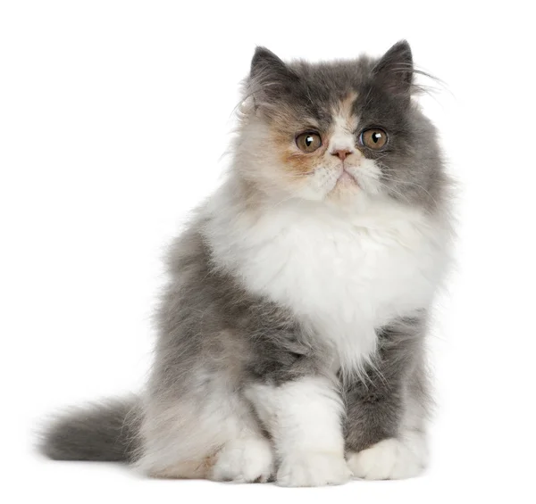 Персидский котенок, 3 месяца, на белом фоне — стоковое фото