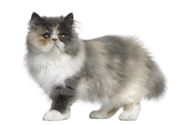 Персидский котенок, 3 месяца, на белом фоне — стоковое фото