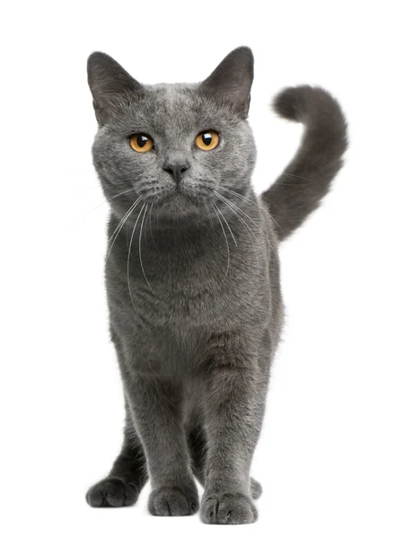 Chartreux-Katze, 16 Monate alt, sitzt vor weißem Hintergrund — Stockfoto