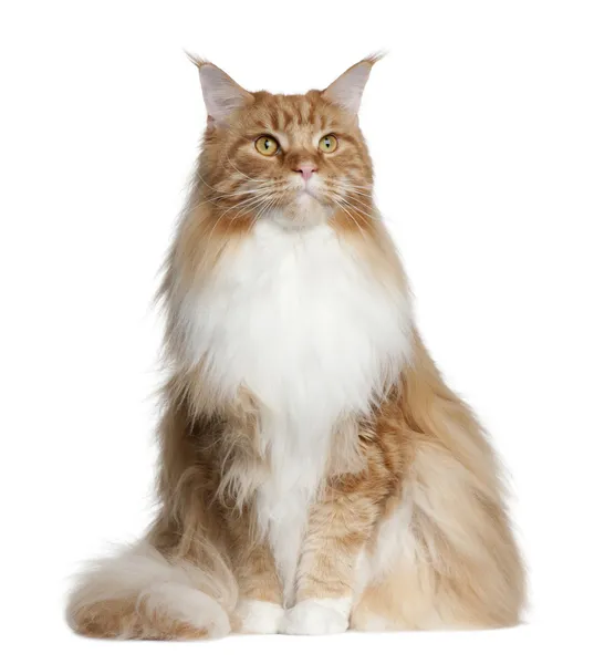 Maine Coon, 2 years old, sitting in front of white background — Stock Photo, Image
