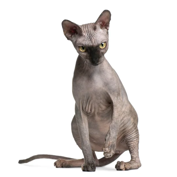 Sphynx cat, 9 months old, sitting in front of white background — Stock Photo, Image