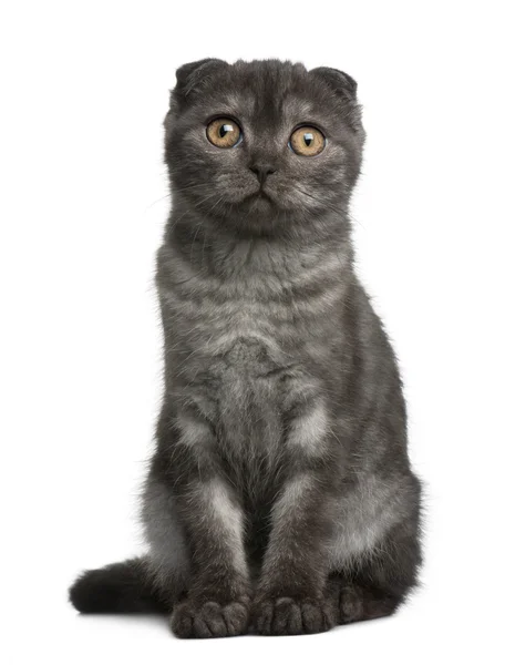 Scottish Fold Kitten, 3 meses de edad, sentado frente al fondo blanco — Foto de Stock