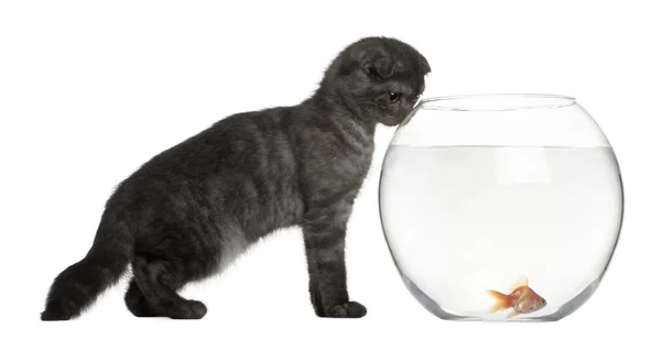 Scottish fold kattunge, 3 månader gammal, söker i goldfish skål framför vit bakgrund — Stockfoto