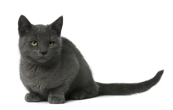 Chartreux kotě sedící před bílým pozadím — Stock fotografie