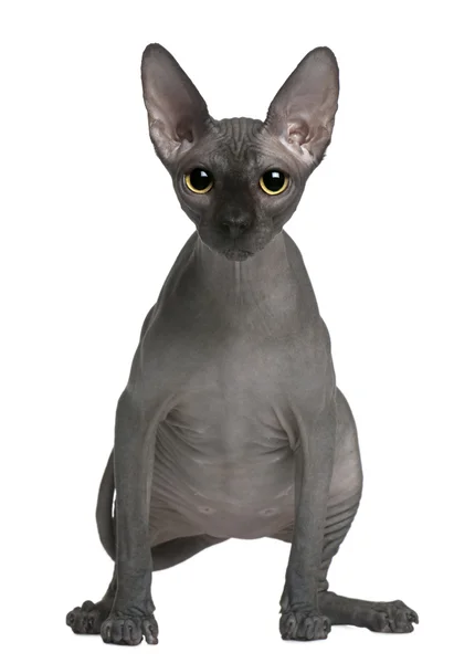 Sphynx cat, 14 months old, standing in front of white background — Stock Photo, Image