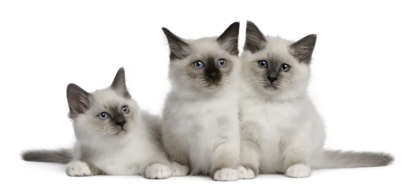 Birman Kittens — Stock Photo, Image