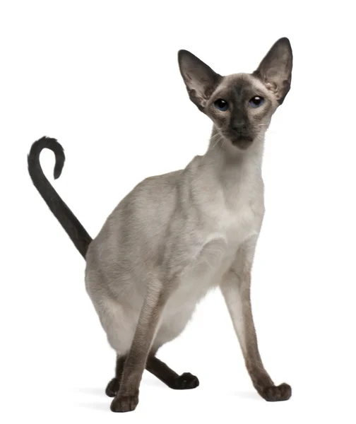 Balinese cat, 5 years old, sitting in front of white background — 스톡 사진