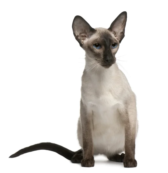 Balinese cat, 5 years old, sitting in front of white background — Stock Photo, Image